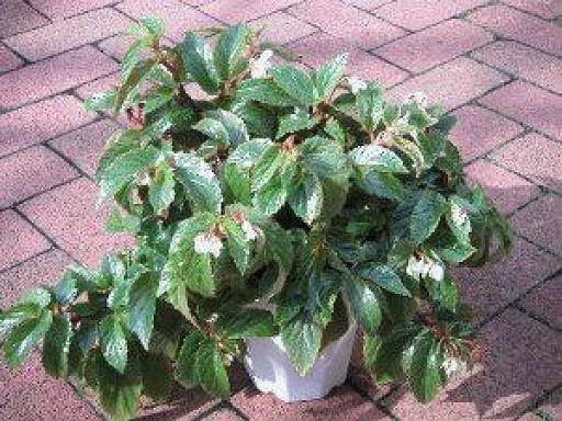 B. ‘Margie Sikkelee’